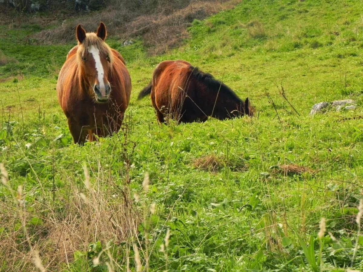 Apartamentos Rurales Vallanu Rodeados De Naturaleza En Llanes Y A 3 Kilometros De Las Playas Экстерьер фото